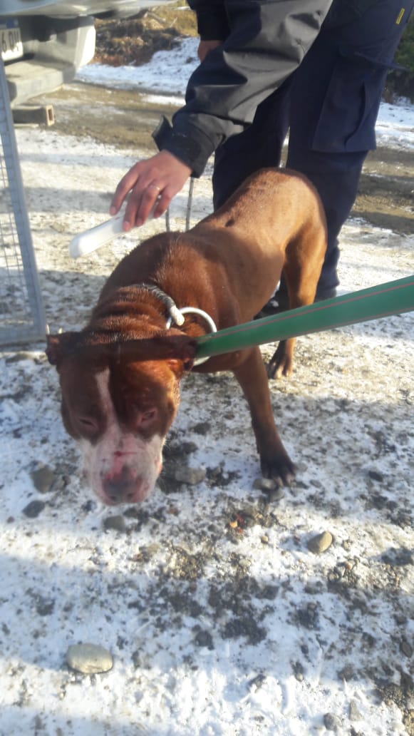 En Ushuaia: Zoonosis capturó tres perros pitbull que mataron a otros animales