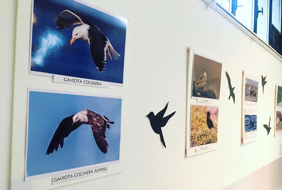 Continúa la muestra de fotos “Nuestras Aves, conocerlas para protegerlas” de Alejandro Nieto