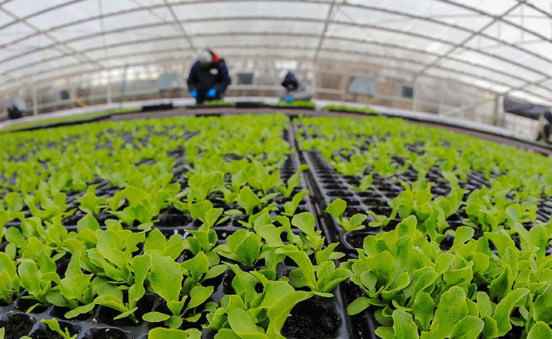 «RGA Agroproductiva»: Se entregaron mas de 74 mil plantines de lechuga a productores  hortícola