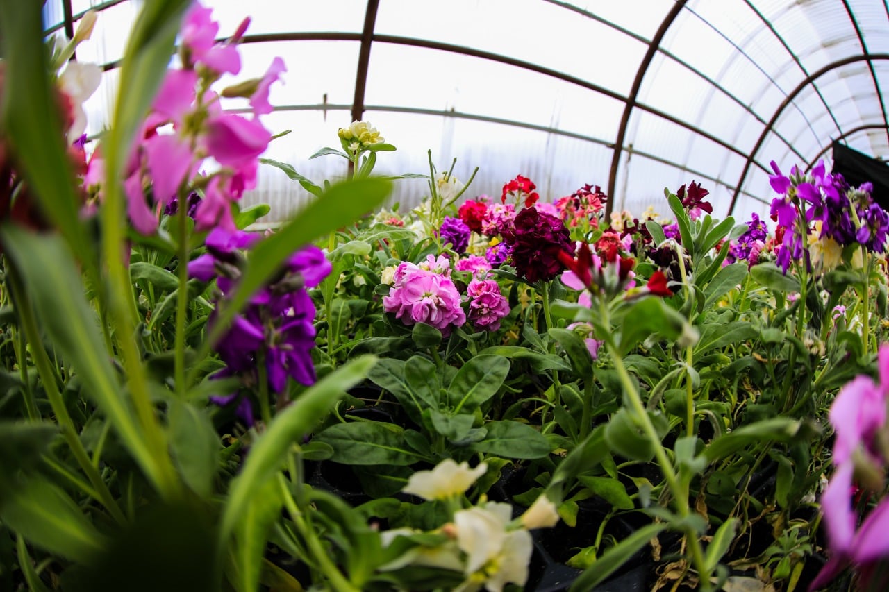 Comenzó la colocación de plantines en dependencias municipales y avenidas de la Ciudad