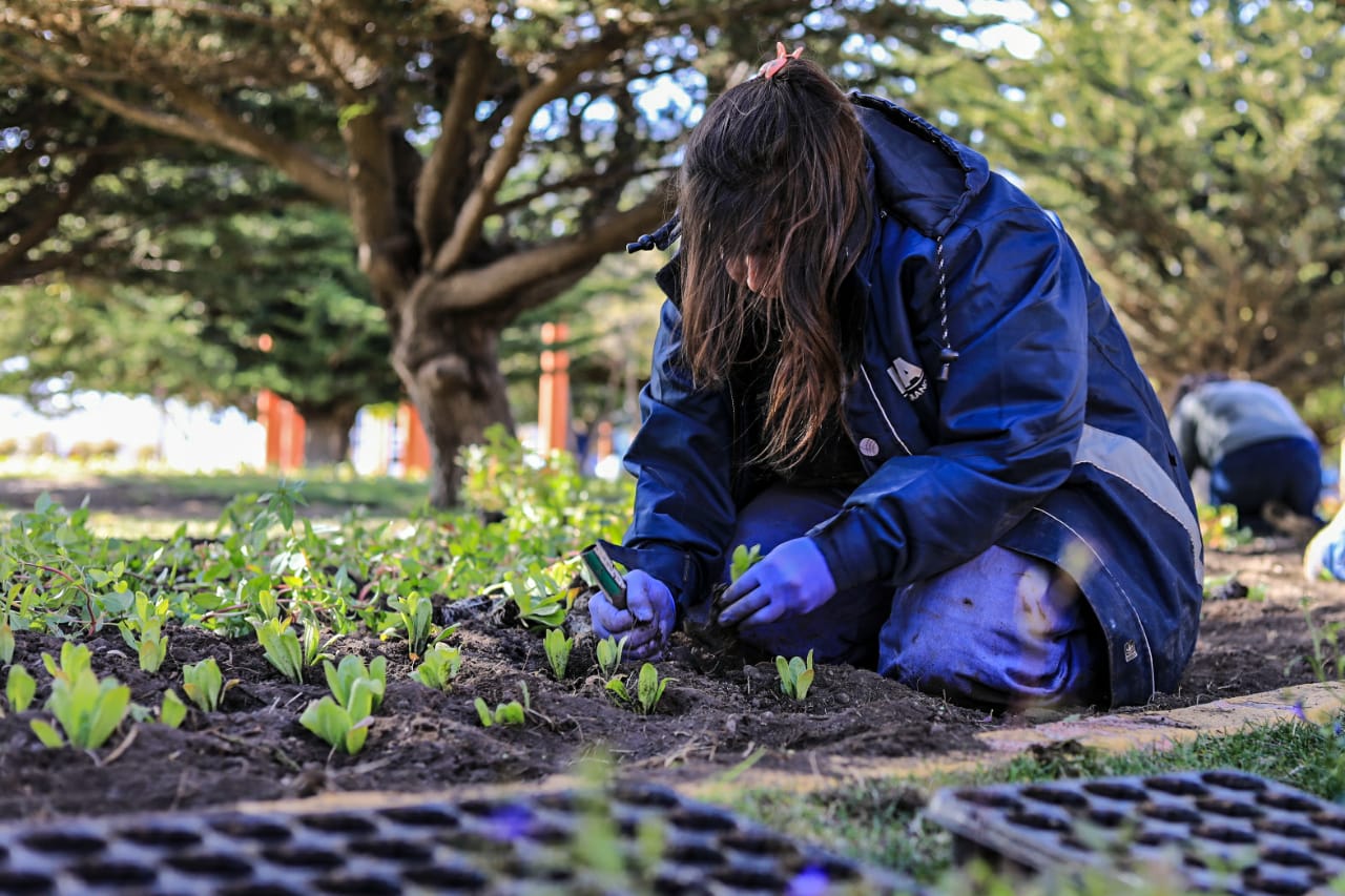 Más de 25 mil plantines embellecerán nuestra plaza Almirante Brown