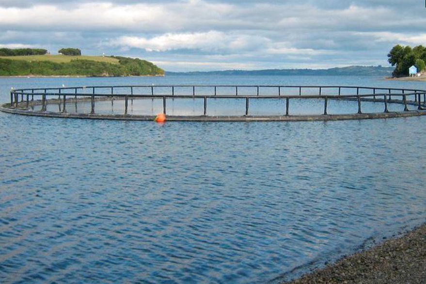 Fiscalía de estado rechaza pedido para dejar sin efecto la Ley de salmonicultura