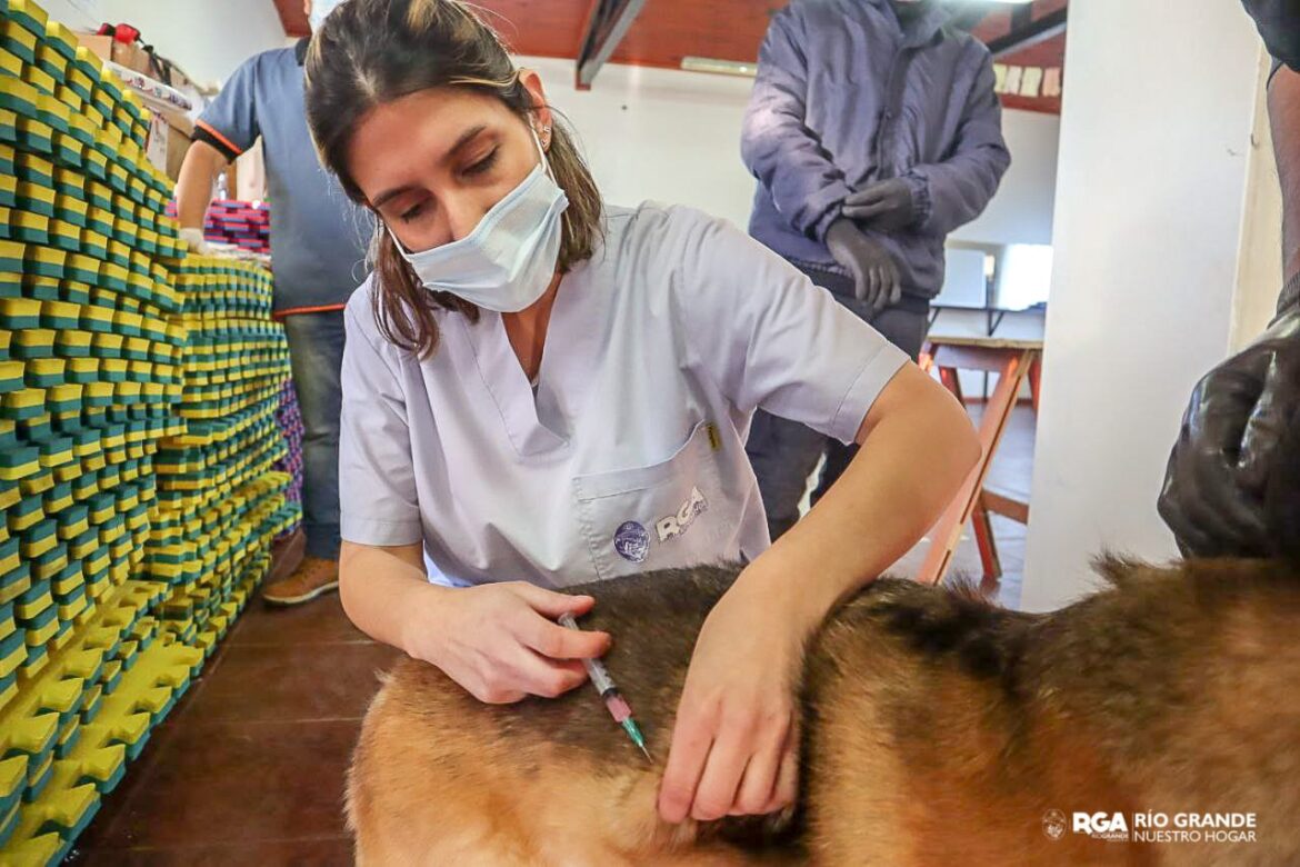 Río Grande Mascotera: Llevará adelante la campaña de vacunación antirrábica