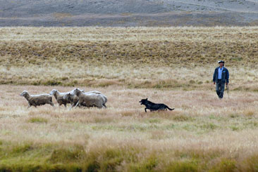 Se lanzaron los preparativos para la 49° edición de la Fiesta del Ovejero