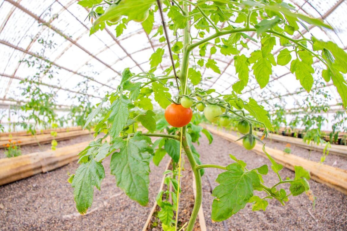 El Municipio cerca de la primera producción propia  de tomates, morrones y ajíes