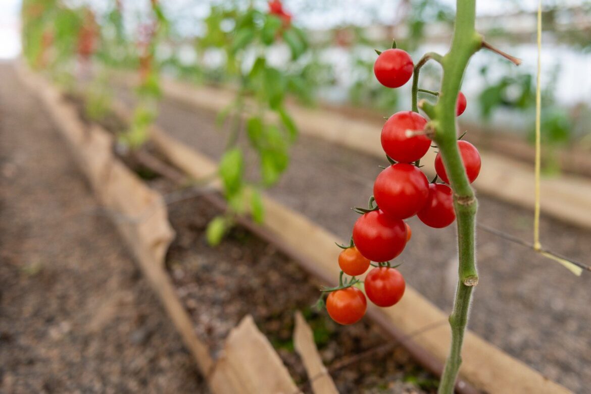 Soberanía alimentaria: «primera producción local de tomates»