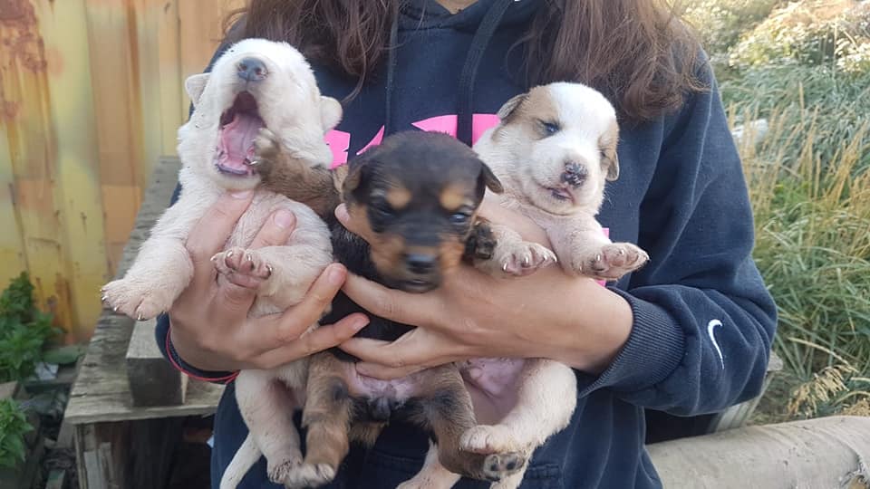 Guardia animal realizará un showroom abierto para poder seguir acompañando a los animalitos