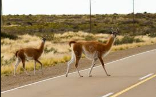 En Santa Cruz permiten cazar hasta dos guanacos por día