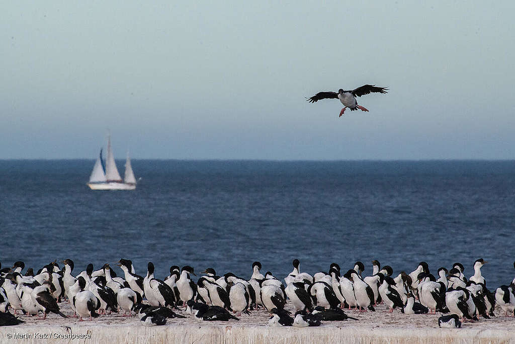 Greenpeace dice NO al proyecto ‘Fénix’ para la extracción de gas en Tierra del Fuego
