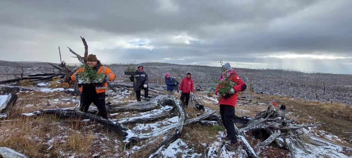 El Municipio de Tolhuin inició restauración del bosque fueguino