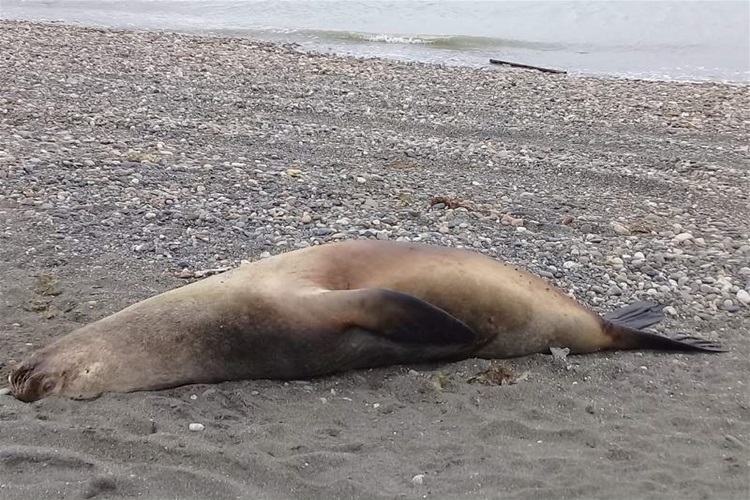Recomiendan no acercarse a las costas por la gripe aviar en animales marinos  