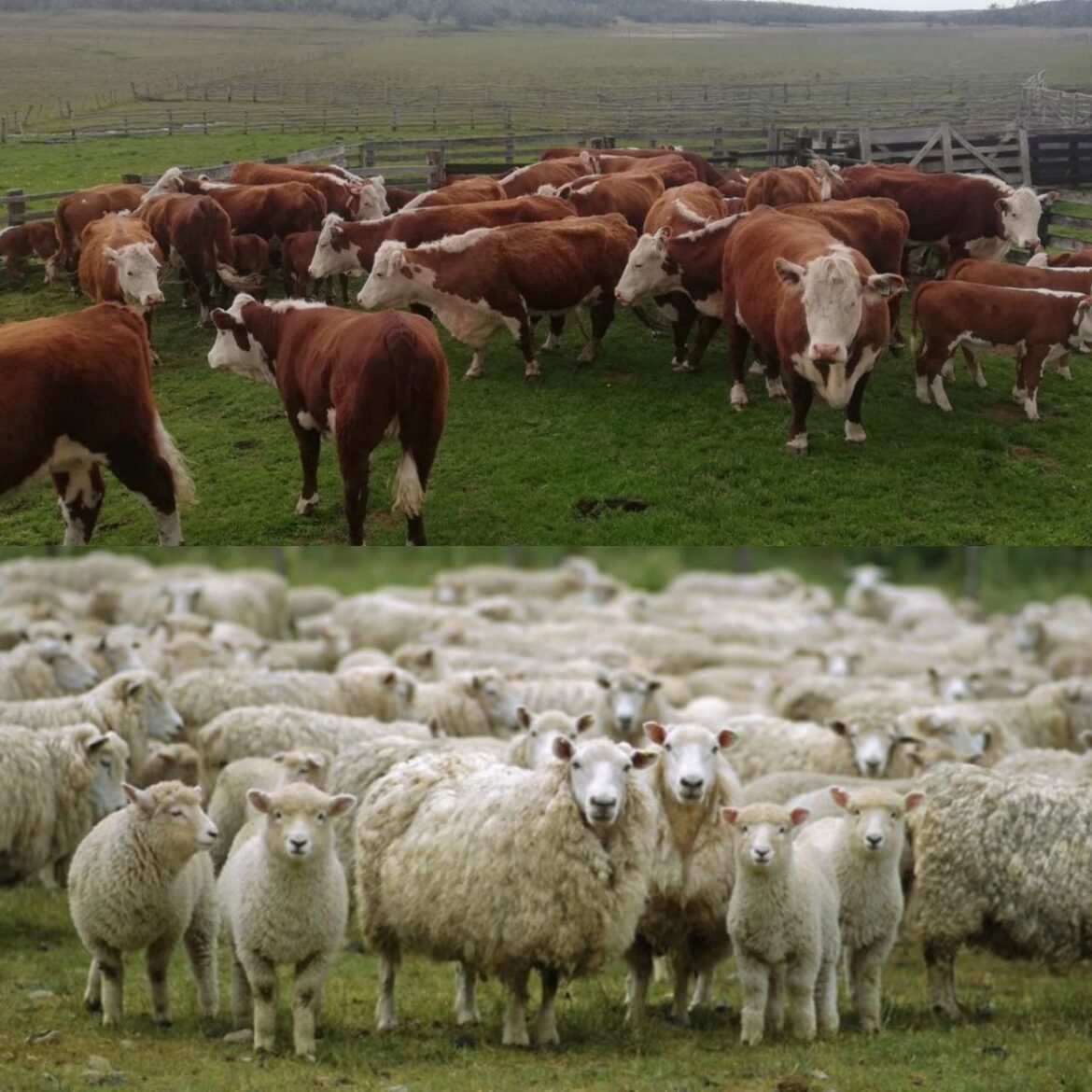 Tierra del Fuego contará con un centro de reproducción y genética animal