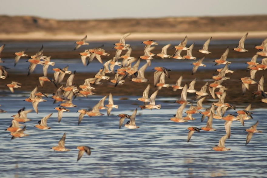 Lanzan concurso de dibujo sobre aves migratorias para niños y niñas de 9 a 11 años en Río Grande