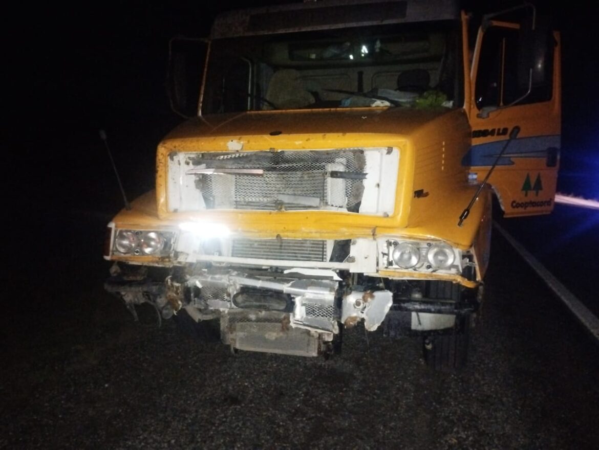Un camión arrolló a un vacuno cerca de Estancia Sara