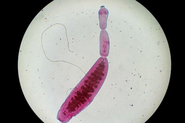 Investigadores y estudiantes de la UNTDF realizarán un mapeo parasitológico de la provincia