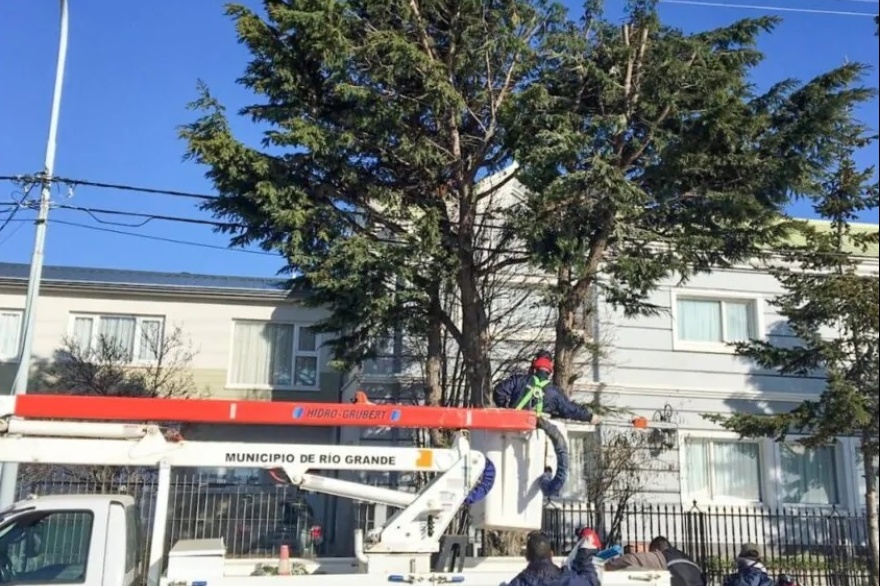 Recuerdan que está disponible el servicio gratuito para la poda de árboles en Río Grande