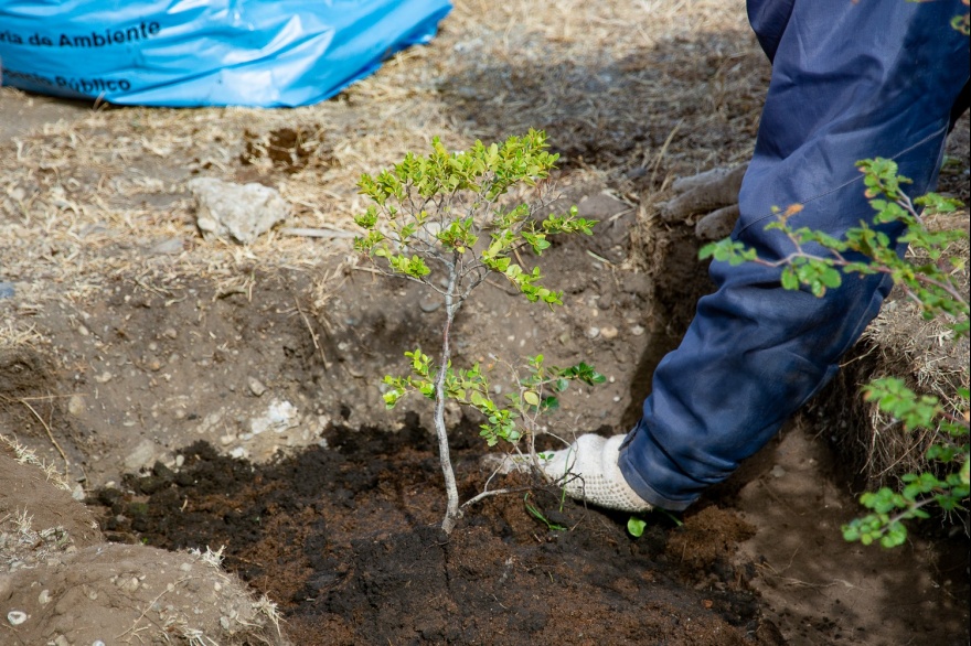 Importante bonificación en impuestos por cada árbol plantado en Río Grande 