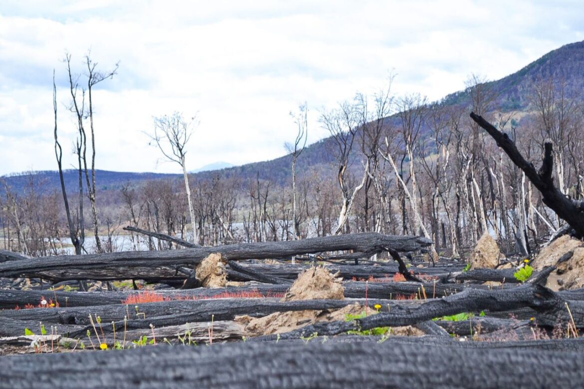 Concluyó el primer relevamiento del bosque incendiado en la reserva ‘Corazón de la Isla’