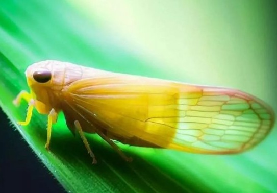 “Catástrofe biológica”: piden declarar la emergencia agrícola por una plaga y que Milei vaya a las zonas afectadas