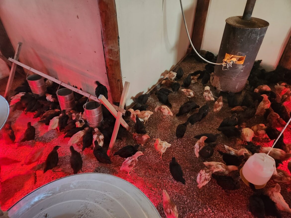El INTA hizo entrega de aves ponedoras del programa Pro-Huerta y Pro-Granja
