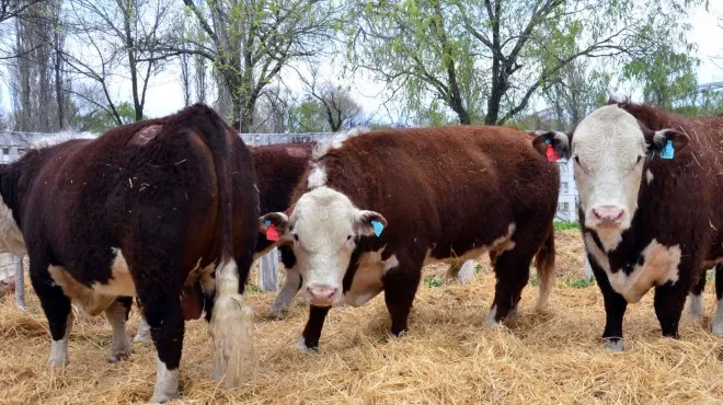 Milei define el decreto que rompe la barrera sanitaria
