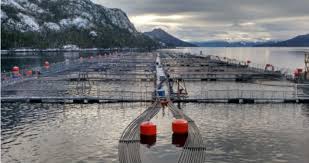 Salmonera Nova Austral revierte solicitud de quiebra