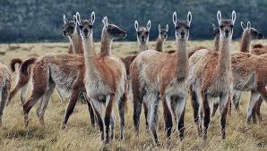 Actualiza el Plan Nacional para el Manejo Sostenible del Guanaco