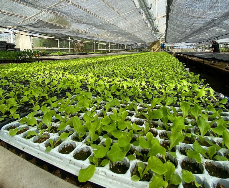 RGA Agroproductiva: Se Estima La Entrega De 1.800.000 Plantines De Verduras Para Esta Temporada
