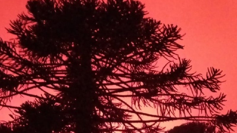 Incendios en la Patagonia: Las llamas descontroladas en Neuquén preocupan a la población mientras el Gobierno admite falencias en la priorización de recursos