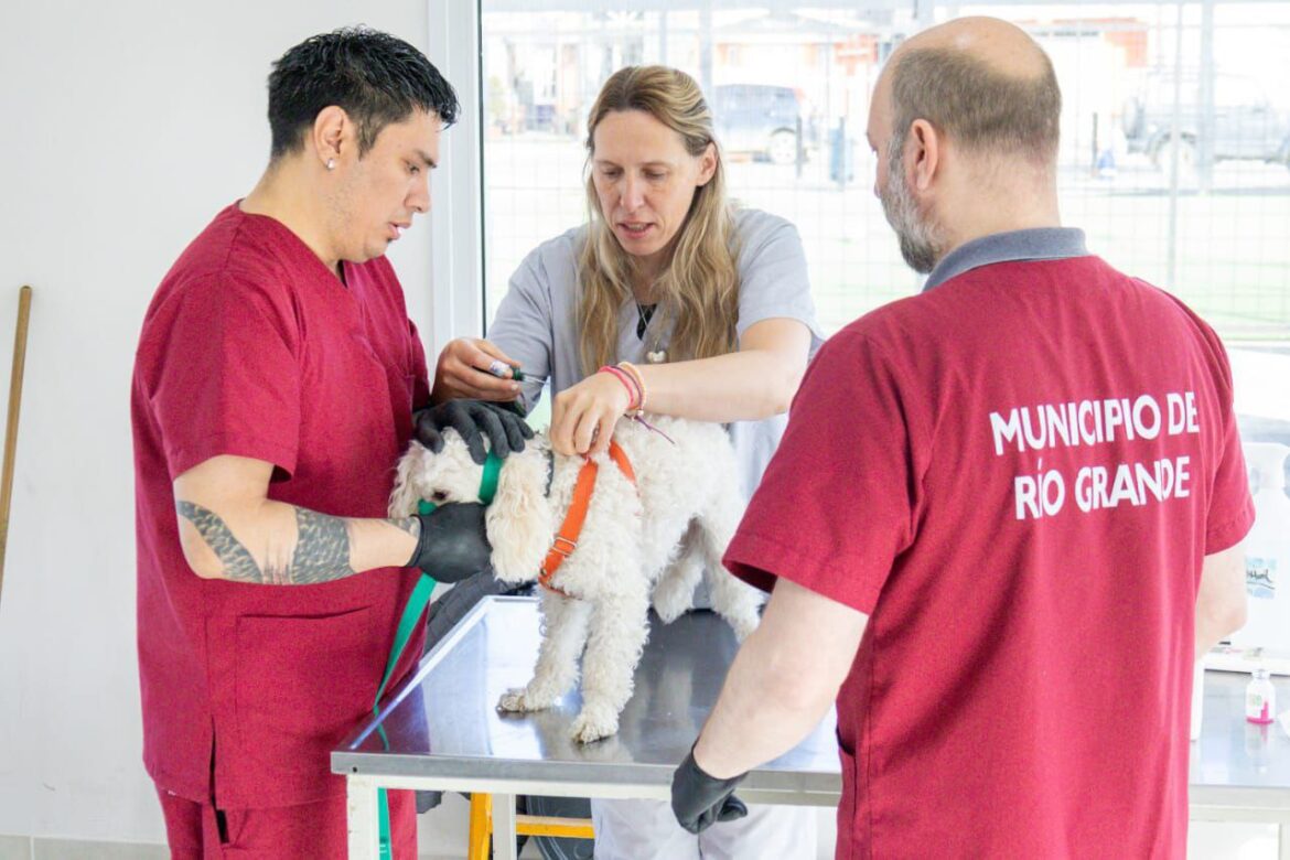 Nueva Jornada de Vacunación y Adopción de Mascotas en Río Grande