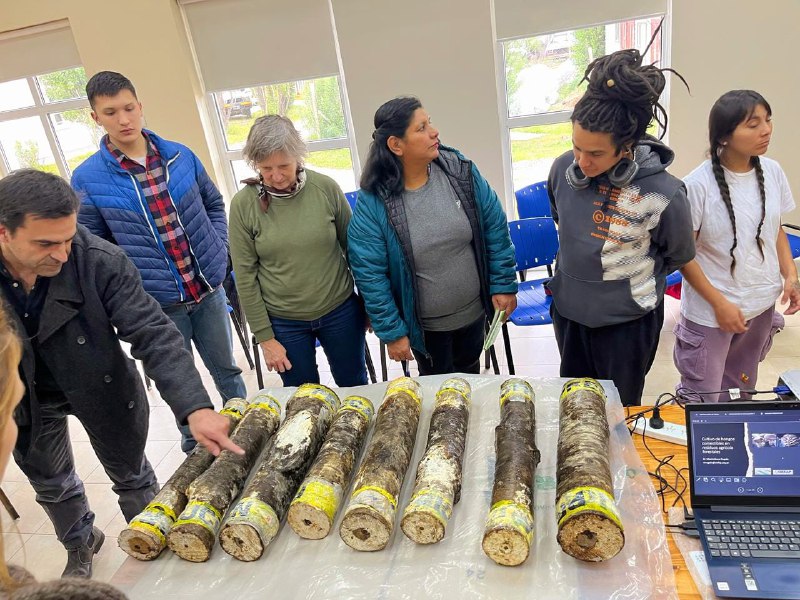 La Provincia Avanza Con Ensayos De Hongos Cultivados En Troncos De Lenga
