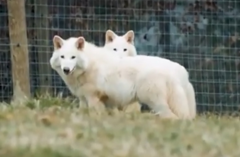 «Resucitan al lobo huargo: La ciencia logra la primera «desextinción» de una especie en la historia»