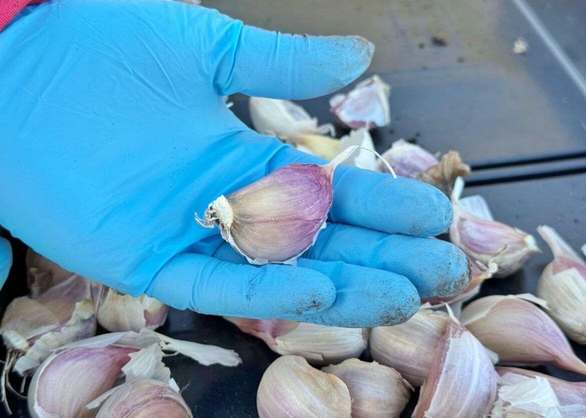«Río Grande impulsa la producción de ajo violeta: una apuesta gourmet y local con proyección nacional»