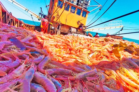 La Pesca del Langostino en Crisis: Una Industria Clave Paralizada por Primera Vez en Décadas