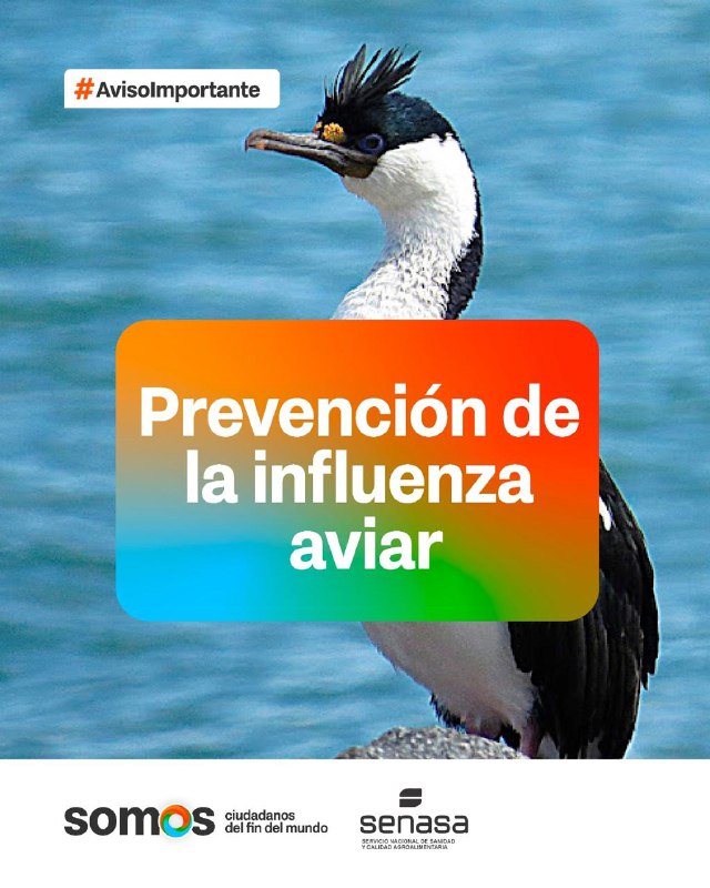 El Gobierno De La Provincia Activa Protocolo Preventivo Por Detección De Mortandad De Aves Marinas En Rio Grande