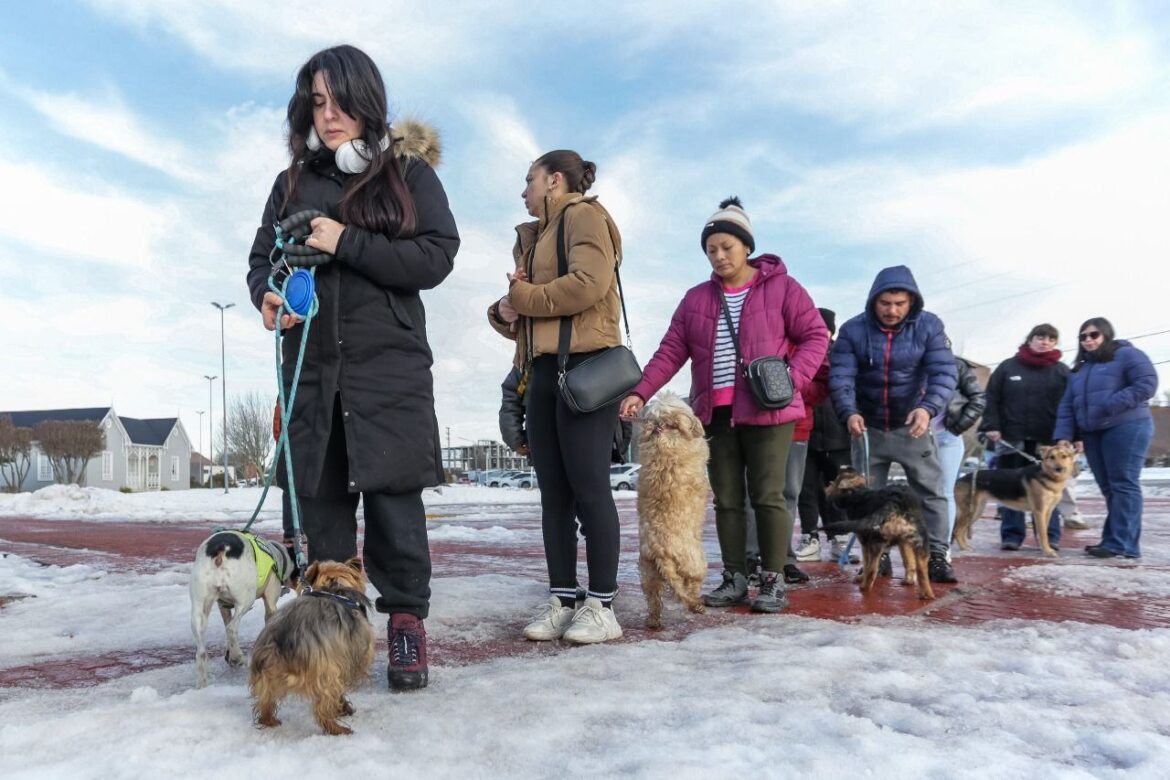 Más De 100 Personas Participaron De La Jornada De Salud Animal En El Paseo De Las Rosas