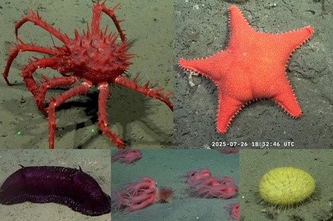 Exploración submarina en Mar del Plata: un robot revela los secretos del abismo