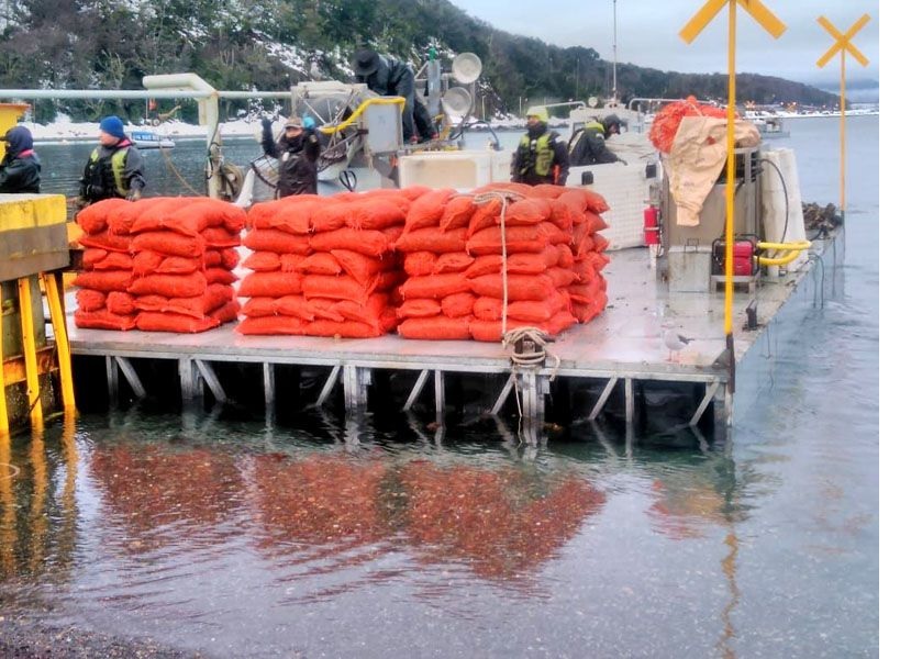 Tierra del Fuego consolida su producción de mejillones y proyecta expandirse a Río Grande