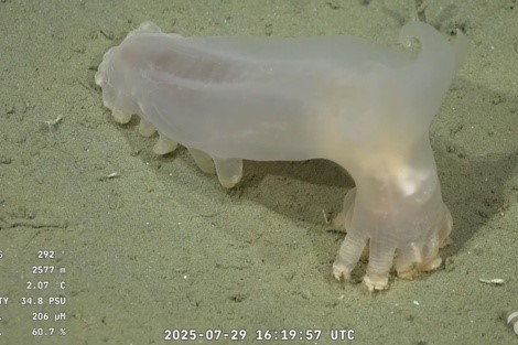 «Figuritas del Mar Argentino: Conicet lanza un álbum educativo para explorar las especies marinas»