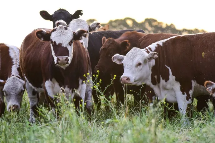Advierten Restricciones Sanitarias para la Carne Argentina en el Mercado Estadounidense