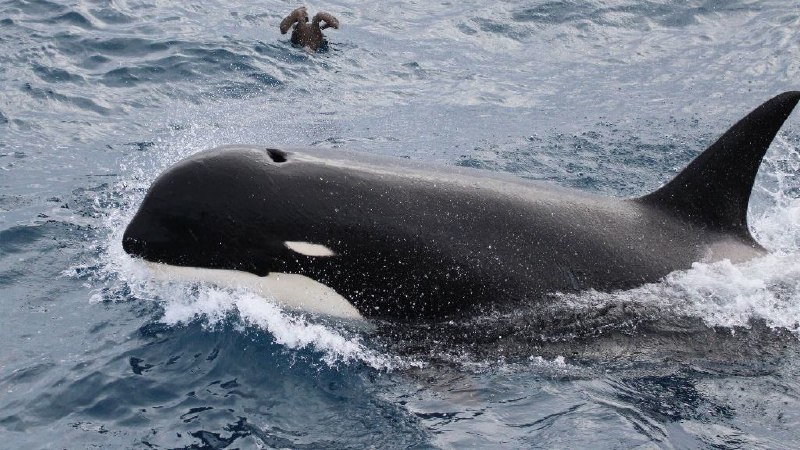 Gobierno Provincial Junto A Cadic-Conicet Avanzan En La Investigación Por Un Varamiento De Orcas En Bahía San Sebastián