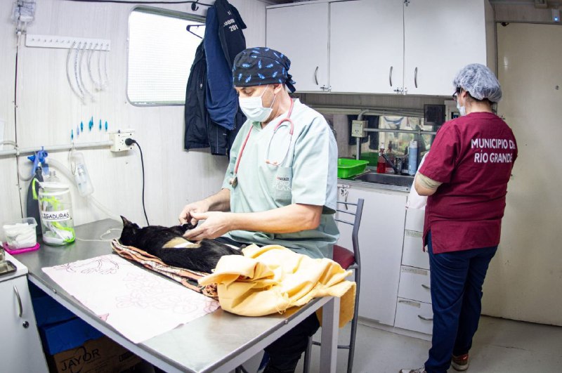 ACCEDÉ AL SERVICIO VETERINARIO DE CASTRACIÓN DEL MUNICIPIO