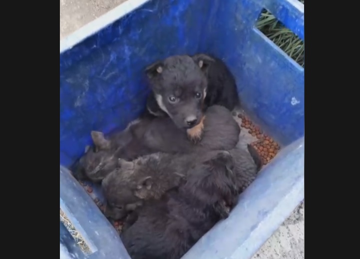 Abandono Animal en la Zona Sur: Una Crisis que Demanda Acción Inmediata