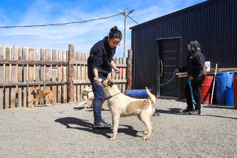 Residencia Canina Municipal en Tolhuin: un abordaje integral para el cuidado y bienestar animal