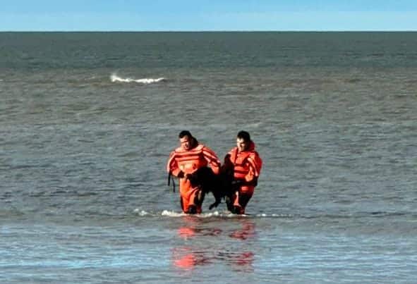 Heroísmo en la Marea: Prefectura Salvaguarda a Caninos en Río Grande