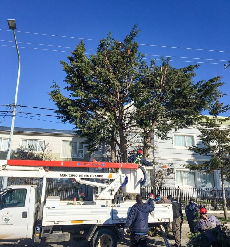 EL VIVERO MUNICIPAL CONTINÚA CON EL SERVICIO DE PODA PARA VECINOS Y VECINAS DE LA CIUDAD