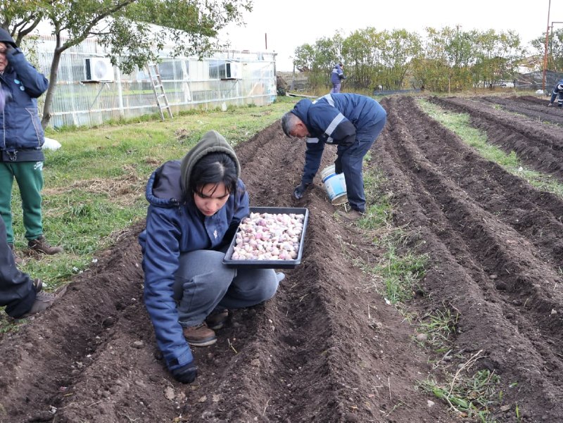 RÍO GRANDE ACTIVA AVANZA EN LA RESIEMBRA DE LOS AJOS VIOLETAS FUEGUINOS