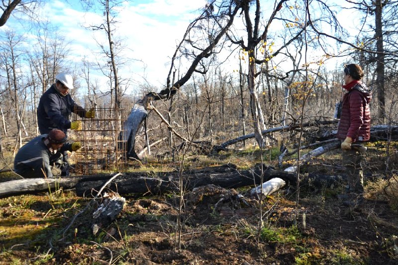 CORAZÓN DE LA ISLA: AVANZA LA REFORESTACIÓN EN LA ZONA AFECTADA POR EL INCENDIO