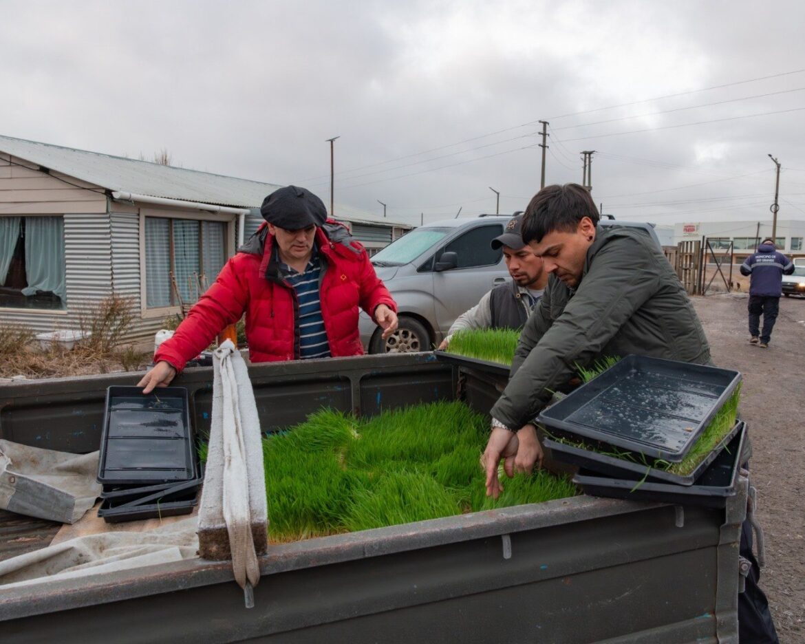 EL MUNICIPIO PRODUCE FORRAJE VERDE HIDROPÓNICO PARA FORTALECER A LOS PRODUCTORES AVÍCOLAS DE LA CIUDAD