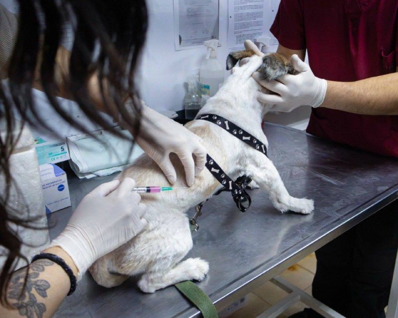 HOY SE REALIZARÁ UNA NUEVA JORNADA DE CUIDADO PARA LAS MASCOTAS